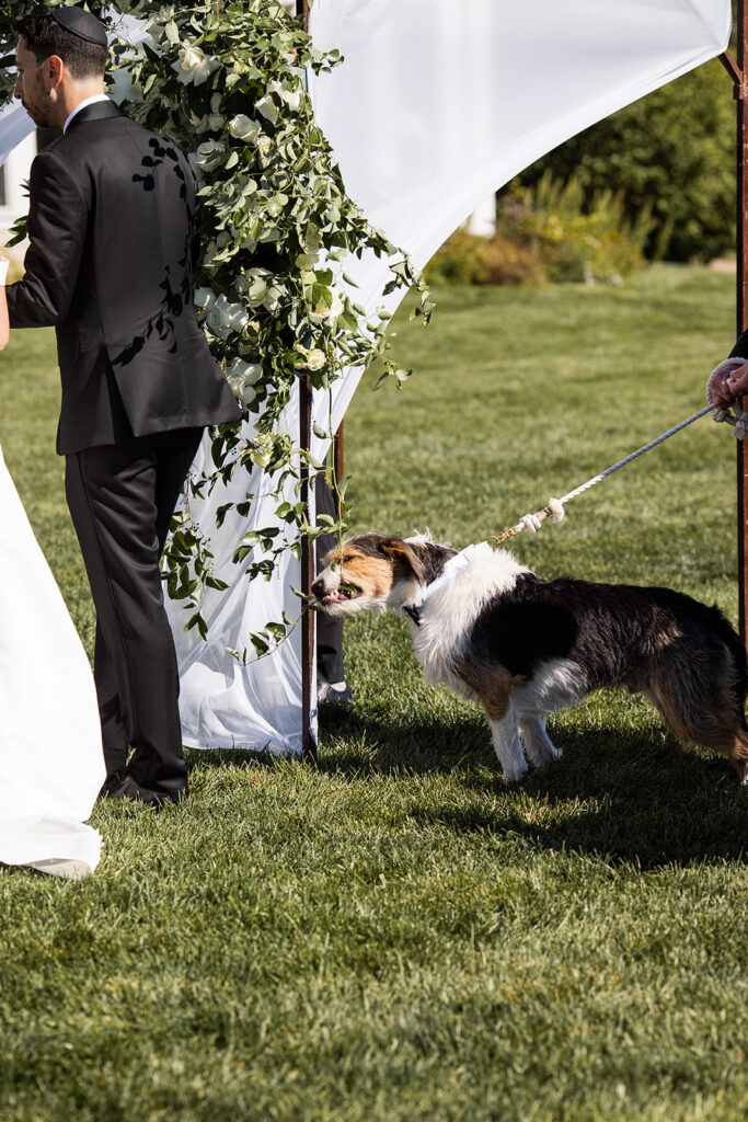 Dog taking a bite out of greens on the chuppah
