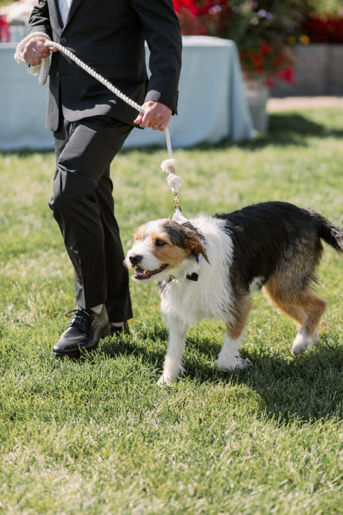 Dog on leash being led down the aisle
